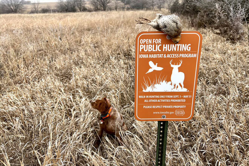 Open for Public Hunting sign in field with dog and bird