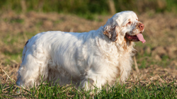 Clumber Spaniel