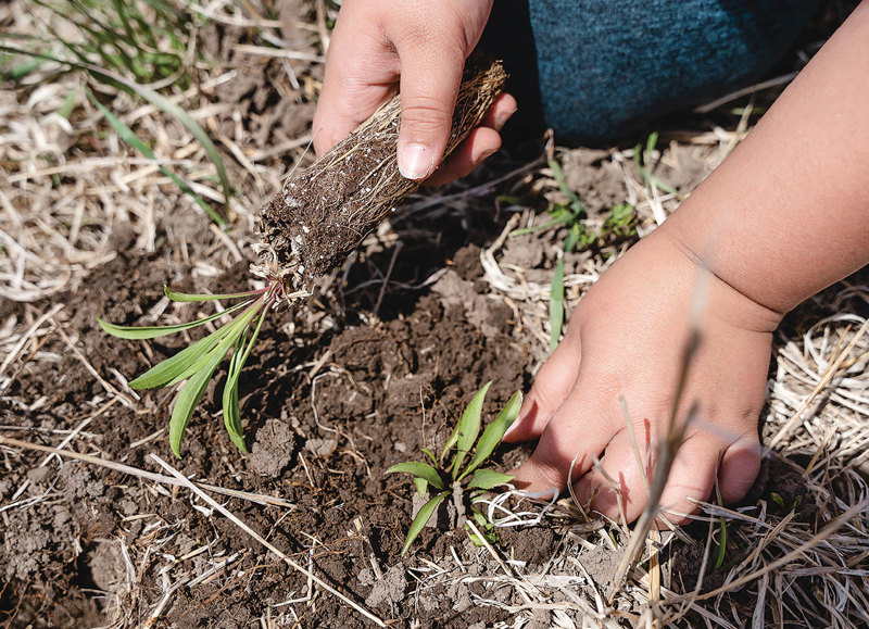 pollinator-habitat-outreach-accompishments-content.jpg