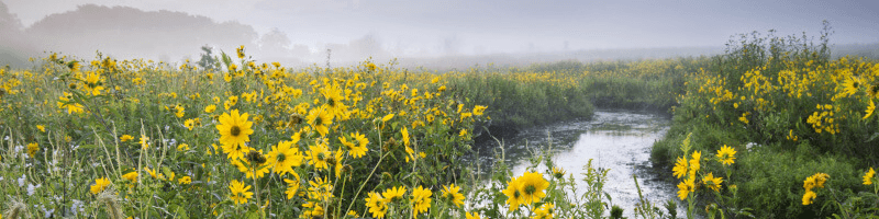 Stream with flowers