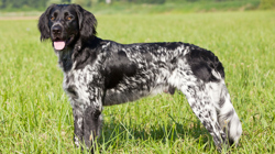 Large Munsterlander