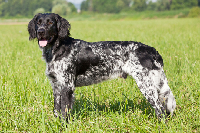 Large Munsterlander
