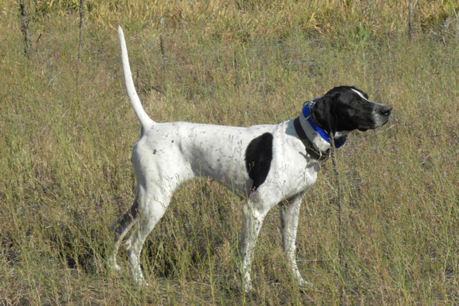 Gundogz Rescue
