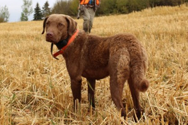 Chesapeake Bay Retreiver