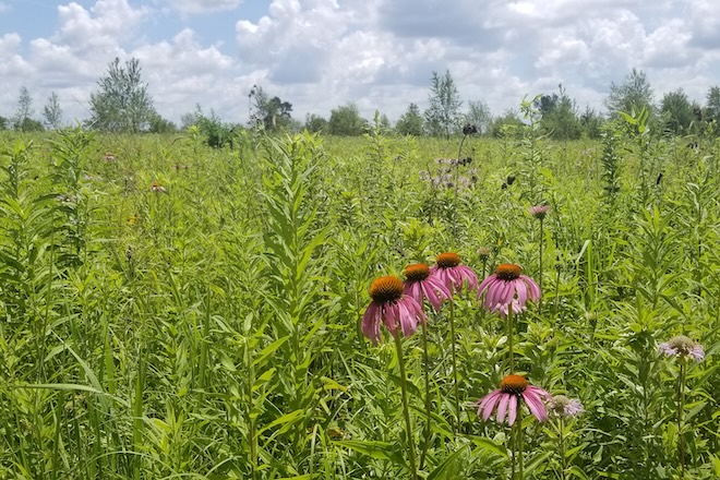 Roadside-Habitat-Work-Gets-a-Boost-in-Illinois.jpg