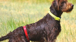 Pudelpointer