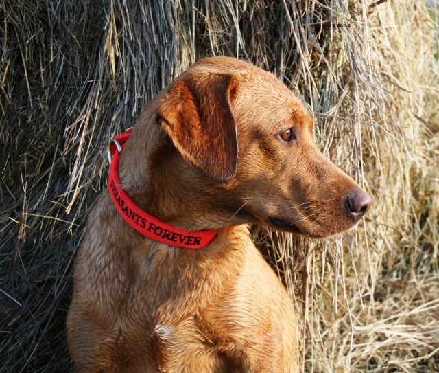 Bird Dog Names, From A to Z
