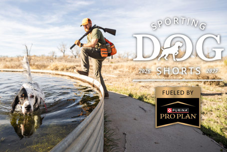 Sporting Dog Shorts - Science-Backed Cooling Strategies Every Sporting Dog Handler Should Know