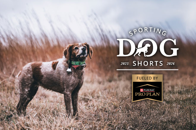 Sporting Dog Shorts - Keeping Your Bird Dog Sharp: A Hunter's Guide to Senior Sporting Dog Health
