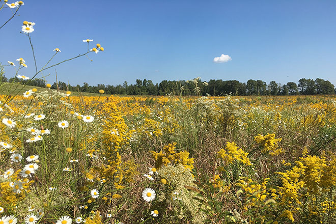 Policy Update: Another Farm Bill Extension and What It Means for Conservation