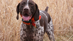 German Shorthaired Pointer