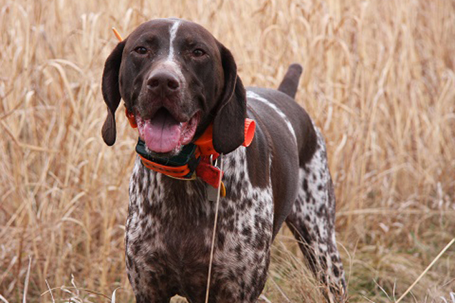 German Shorthaired Pointer