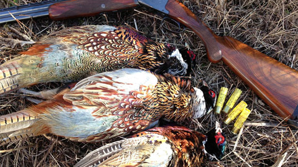 My Favorite Shotgun for Pheasants