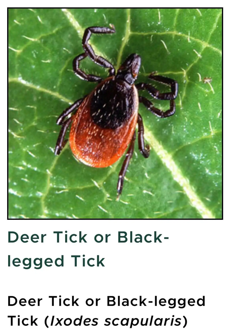 article-SDS-deer-tick.png