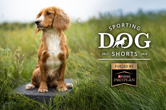 Sporting Dog Shorts - A Place for Place Boards