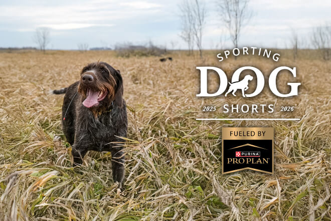 Sporting Dog Shorts - Are Mid-Hunt Snacks Necessary?
