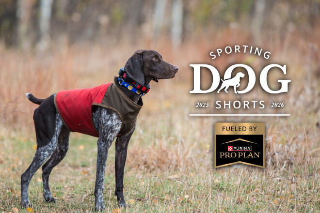 Sporting Dog Shorts - What's in Your Hunting Vest?