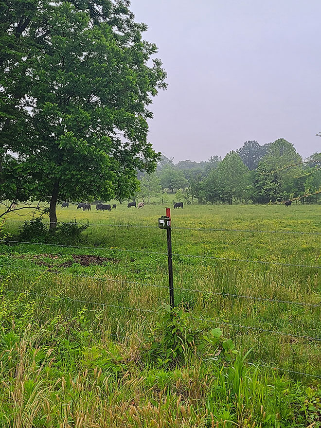 fencepost in field with cows in background