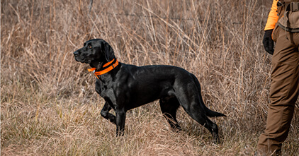 bird-dog-conservartion-tool-card-item.jpg