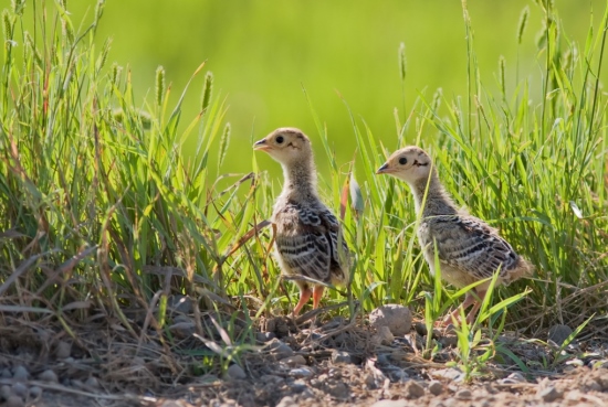 pheg-pheasant-weather-inline
