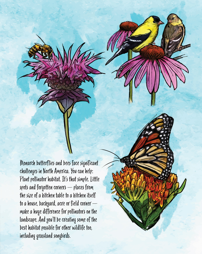 pint-sized-pollinator-plot-2.jpg