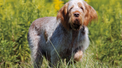 Spinone Italiano (Italian Spinone)