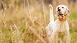 English Setter