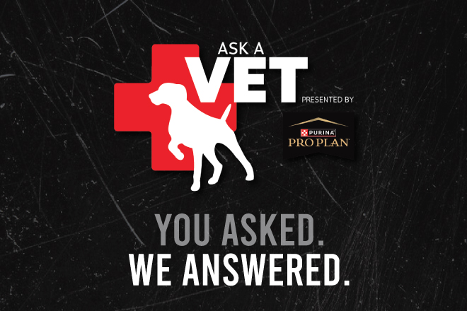Ask a Vet Ep. 1: What’s in Your Bird Dog’s First Aid Kit?