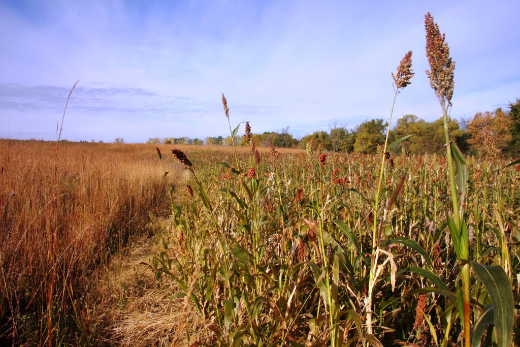 pheg-pheasant-food-plot-design-inline