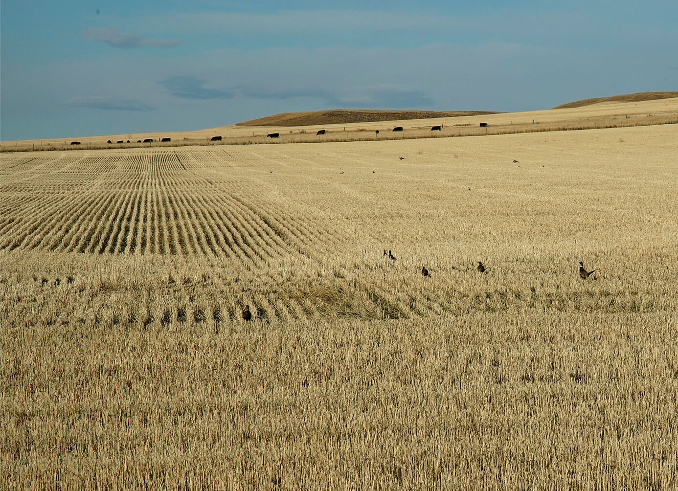 advocacy-priorities-farm-bill-stacked.jpg