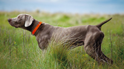Weimaraner