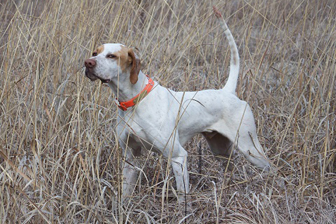 Pointer (English Pointer)