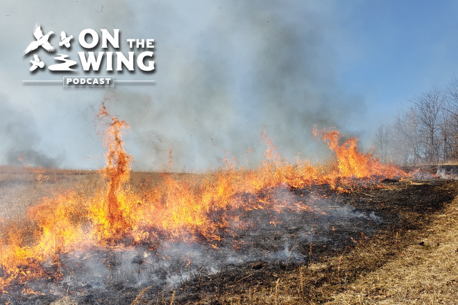 podcast-ep-211-prescribed-fire-for-bobwhite-quail.jpg