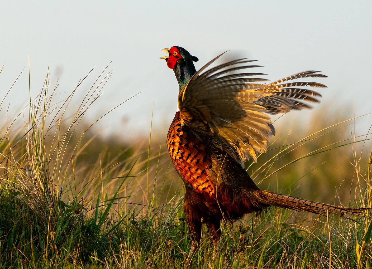 habitat-conservation-habitat-essentials-guide-stacked-content-item.jpg