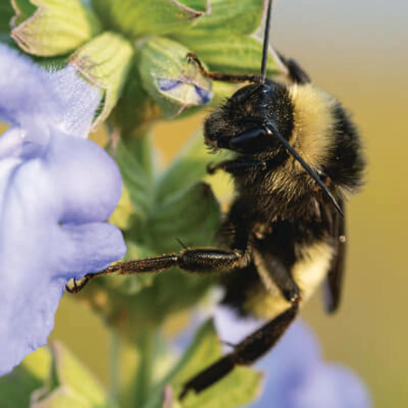 Sweat Bee