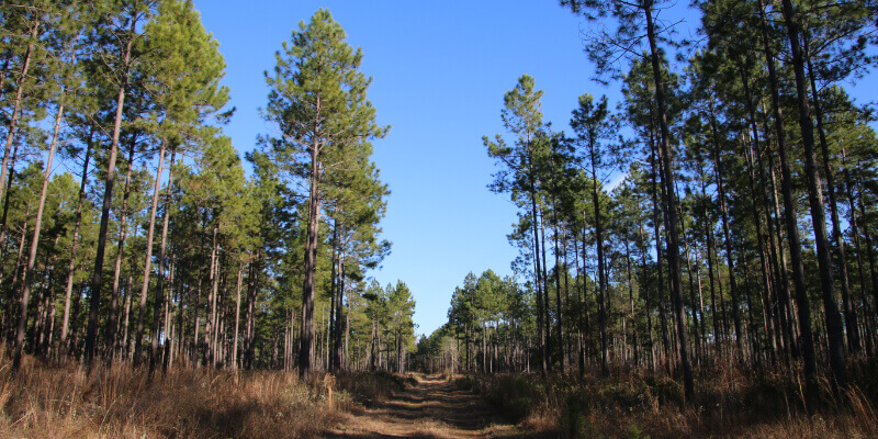 Dirt path surrounded by tall trees