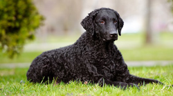 Curly-Coated Retreiver