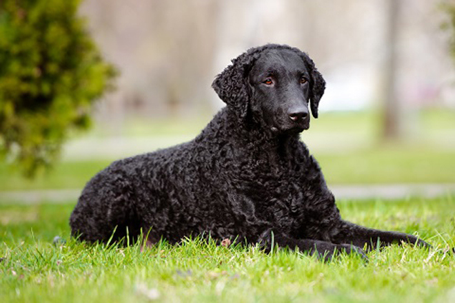 Curly-Coated Retreiver