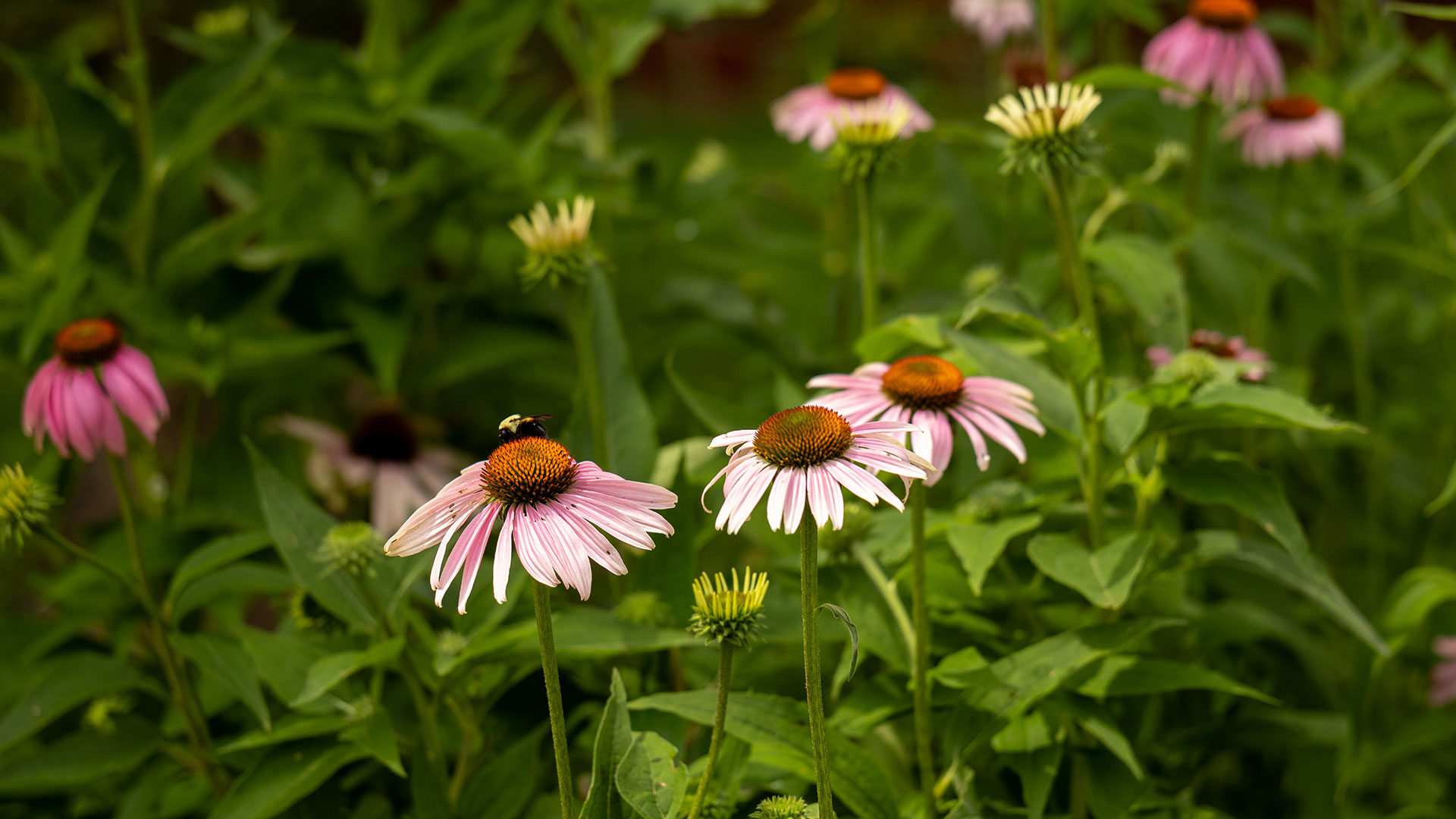 Lessons Learned from my Micro Pollinator Habitat