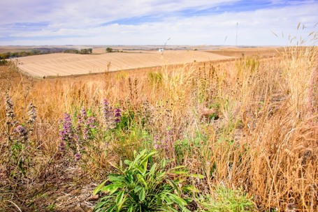 CRP-CP42-pollinator-habitat-establishment.jpg