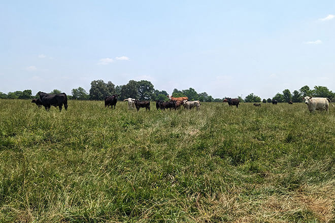 field with cows grazing