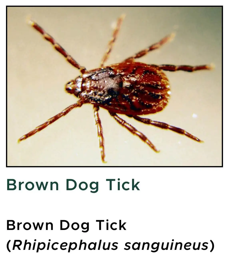 article-SDS-brown-dog-tick.png