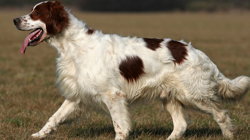 Irish Red & White Setter