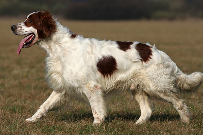 Irish Red & White Setter
