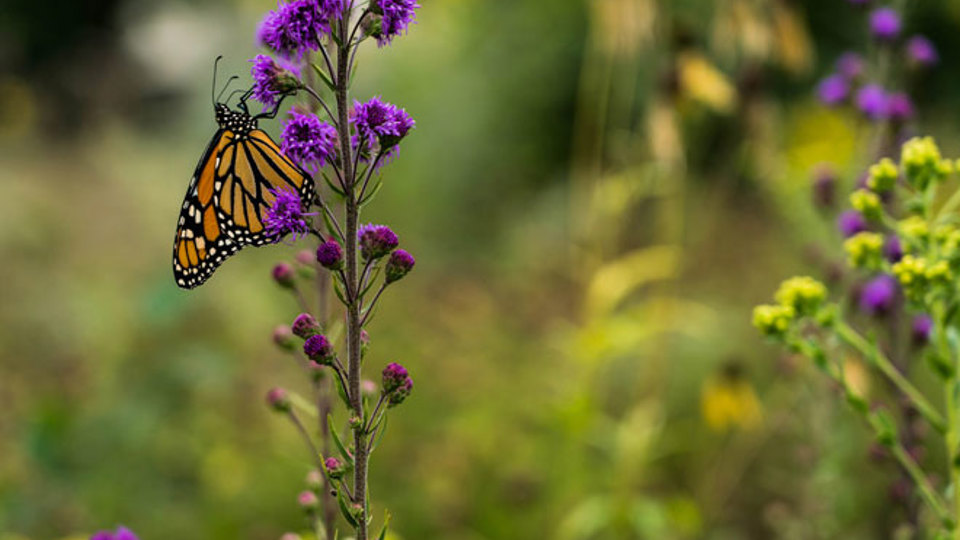 Monarch
