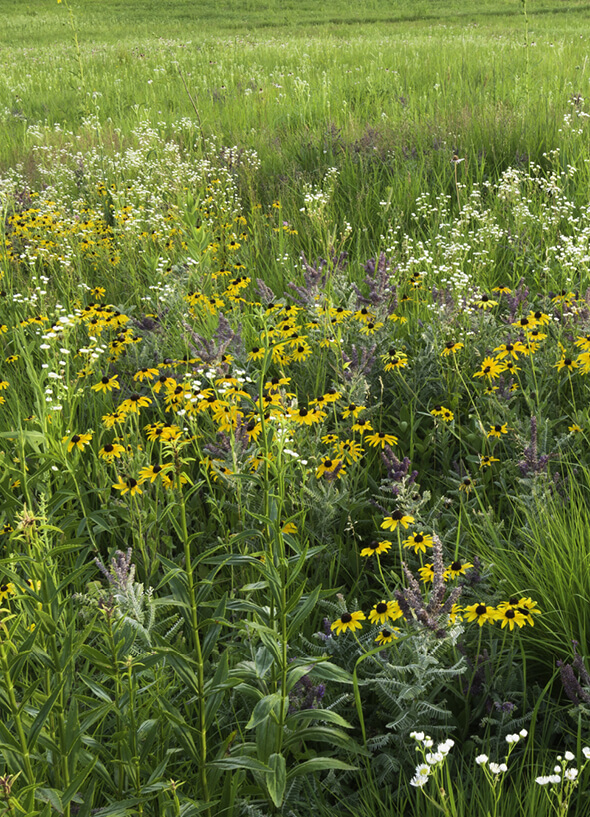 conservation-advocacy-grasslands-programs-item.jpg