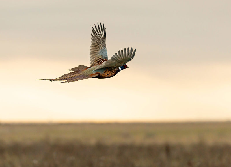 Pheasant in flight