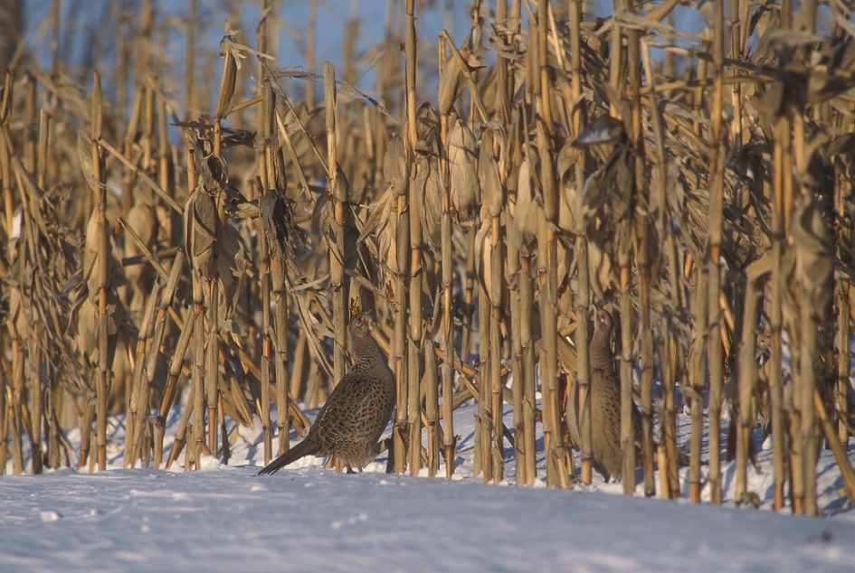 pheg-pheasant-food-plot-cover-inline