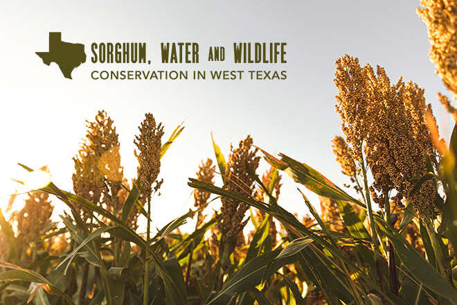 WATCH: Sorghum, Water and Wildlife: Conservation in West Texas