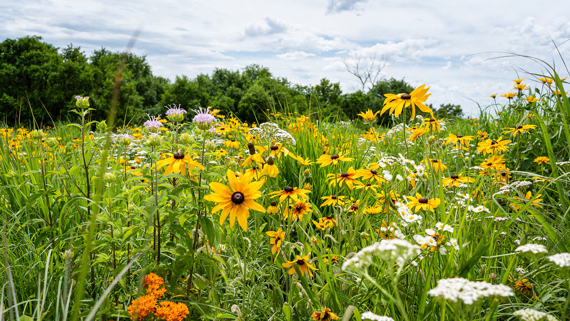 Managing Habitat with Purpose